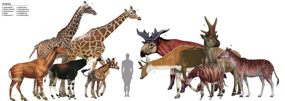 Giraffids--extinct and extant (painting by Mauricio?)